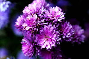 网站攻击软件工具